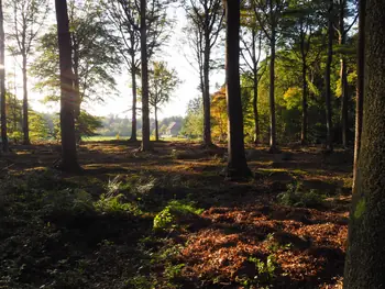 Vagevuurbos en Lippensgoed-Bulskampveld (België)